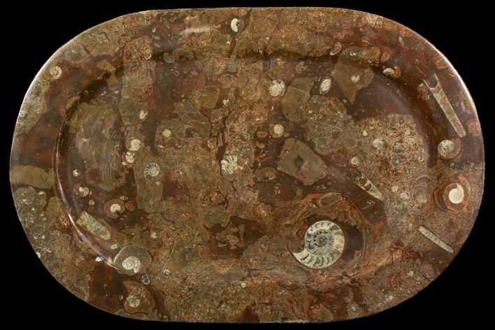 Fossil Orthoceras & Goniatite Oval Plate - Stoneware #140033